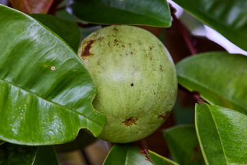 Green raw Star apple growing on tree