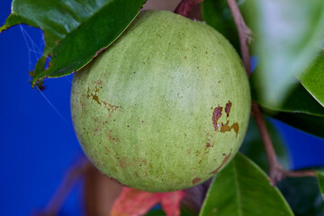 Green raw Star apple growing on tree