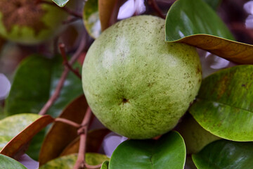 Green raw Star apple growing on tree