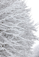 Tree branches heavily laden with snow. A serene winter scene featuring snow-covered branches