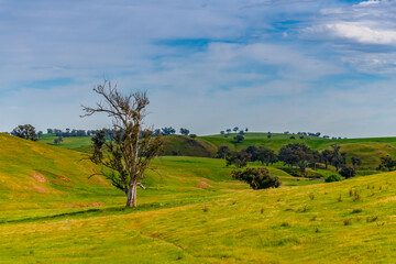 Riverina Countryside in Spring &ndash; Rolling Hills Under Clouded Skies