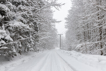 A serene moment of a snow-covered road winding through a winter forest. A snow-covered forest road