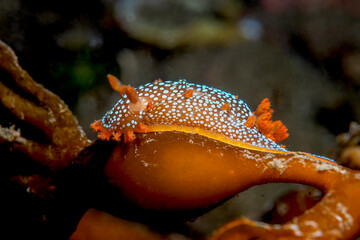 Spotted Triopha nudibranch crawling on kelp in Monterey Bay underwater habitat