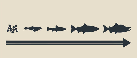 Salmon fish life cycle development stages vector illustration
