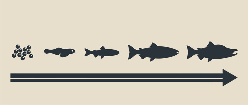 Salmon fish life cycle development stages vector illustration