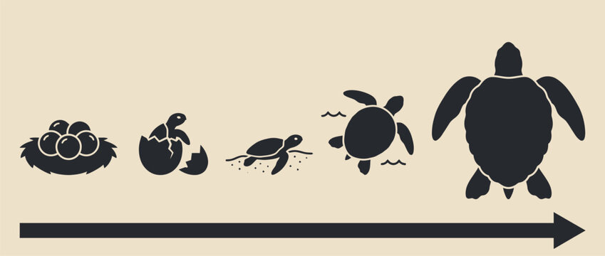 Sea turtle life cycle infographic silhouette vector illustration