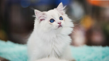 Adorable ragdoll kitten looking up while sitting on a soft blanket
