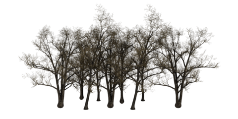 3d render group of a tree