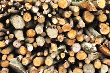 Large Stack of Cut Firewood Logs with Natural Wood Texture