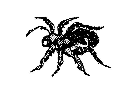 A tarantula spider showing characteristic hairy body and legs, depicted in scientific illustration style with anatomical accuracy for entomological study, old vintage illustration, 1897