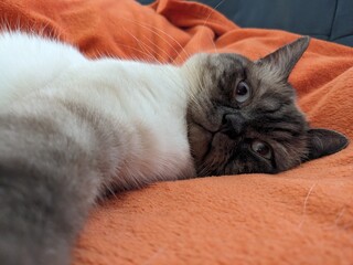 cat lying on the bed © Olivia