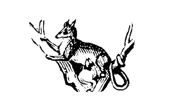 A sarigue opossum with prehensile tail and pointed snout, showing marsupial characteristics for zoological studies and American wildlife documentation, old vintage illustration, 1897.