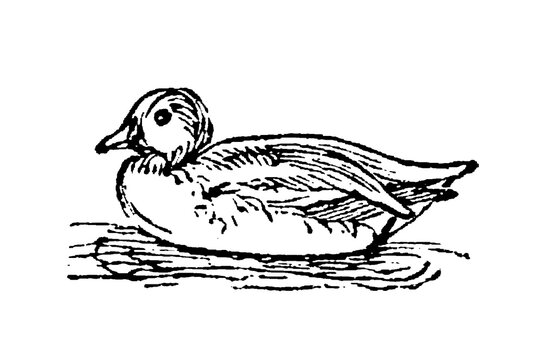 Sarcelle teal duck with plumage and compact size, showing waterfowl characteristics for ornithological studies and wetland ecosystem documentation, old vintage illustration, 1897.