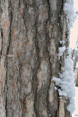 Longleaf pinetree trunk and bark in winter. Bark textured background.Nature, natural environment.