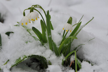  Closeup first spring bell shape flowers snowdflakes in snow . Early spring first flowers, nature awakening , natural environment.