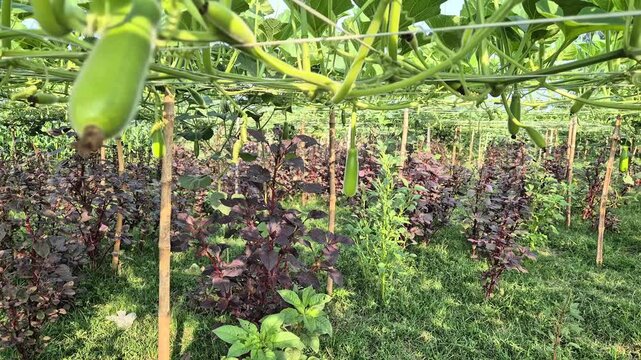 Professional cinematic video of young bottle gourds hanging from a bamboo trellis with red amaranth growing underneath, Rural Life & Farming Scenes in Bangladesh, 4K UHD 30fps.