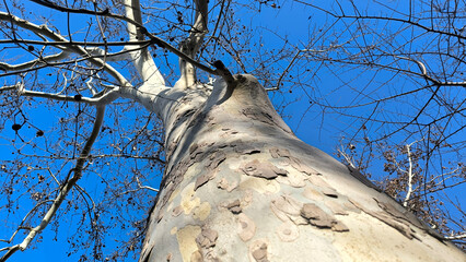 bare plane tree seen from low angle against the blue sky