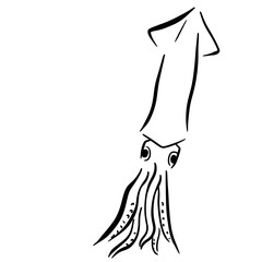 筆で描いたイカの線画イラスト