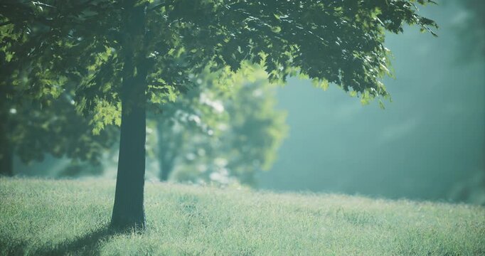 Morning light filters through lush, vibrant leaves in a tranquil park. A gentle breeze stirs the grass, creating a peaceful sanctuary filled with natures beauty.