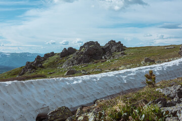 Young conifer tree among green grasses and sharp stones against long snow wall of melting glacier during thaw. Alpine flora, snowfield and rocks in sunlight under cloudy sky. Spring in high mountains.