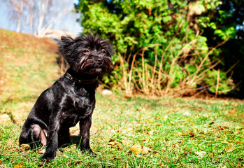 Black Yorkshire Terrier dog sits on a blurred background of trees. The dog has a collar. The dog basks in the sun. City. Dog training. Horizontal and blurred photo