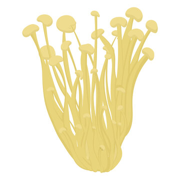 Vector illustration of fresh enoki mushrooms isolated on white background. 