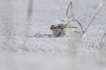 雪の上でハマニンニクを食べるユキホオジロ