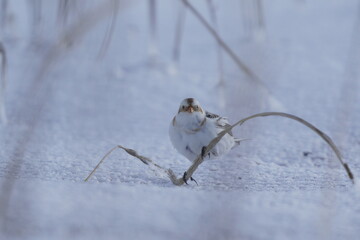 雪の上でハマニンニクを食べるユキホオジロ