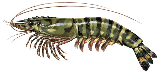 Penaeus monodon illustration art © Diono