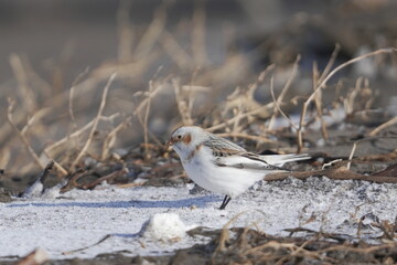 雪の上を歩くユキホオジロ