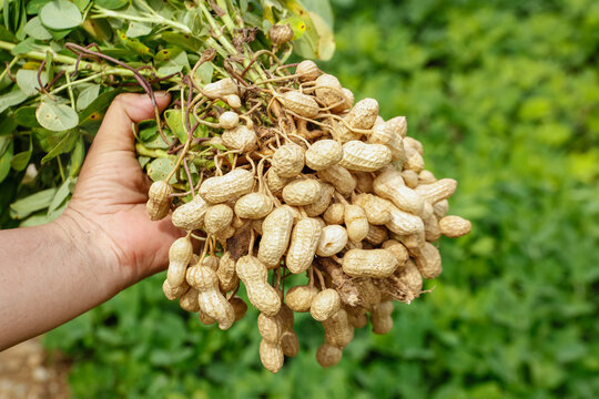 Fresh Harvested Peanuts in Hand - Outdoor Garden Harvest