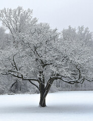 winter image background