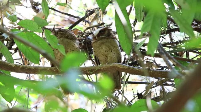 The white-fronted scops owl (Otus sagittatus) is a small Asian owl in the family Strigidae. 