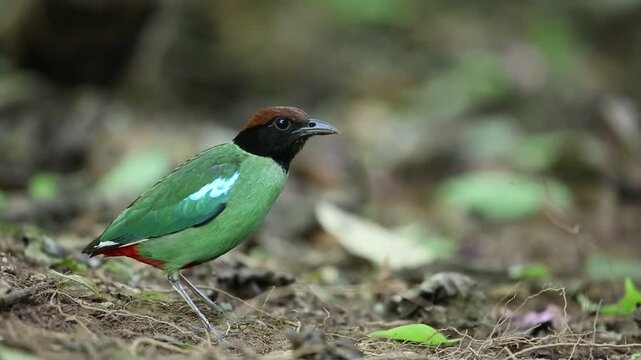 Hooded pitta (Pitta sordida) in Kaengkrachan National Park, Thailand