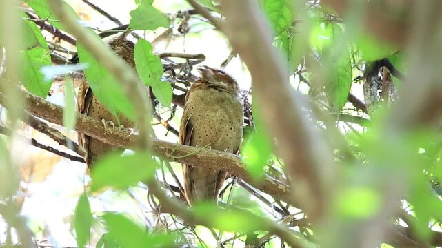 The white-fronted scops owl (Otus sagittatus) is a small Asian owl in the family Strigidae. 