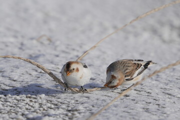 雪の中で餌を探すユキホオジロ
