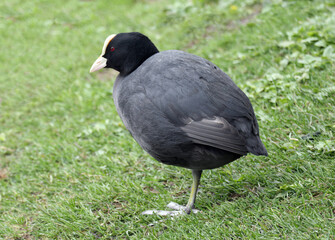 A close-up portrait of a coot bird on the lawn of a city park on a summer afternoon.