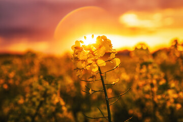 Blooming oilseed rape canola crop plantation field in sunset