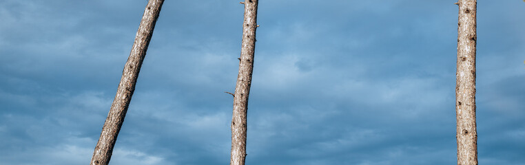 Low-angle view of three tall bare tree trunks with rough bark reaching upward against a soft overcast blue sky with subtle clouds
