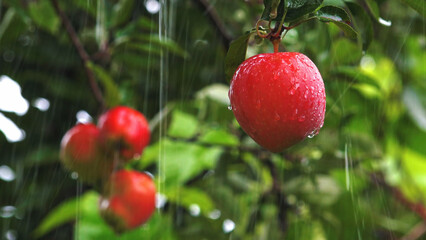 Red apples on apple tree in rainy summer weather, close-up view with falling rain drops.
