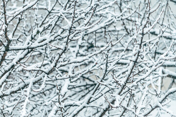 Intricate snow-covered bare tree branches in falling snow in winter