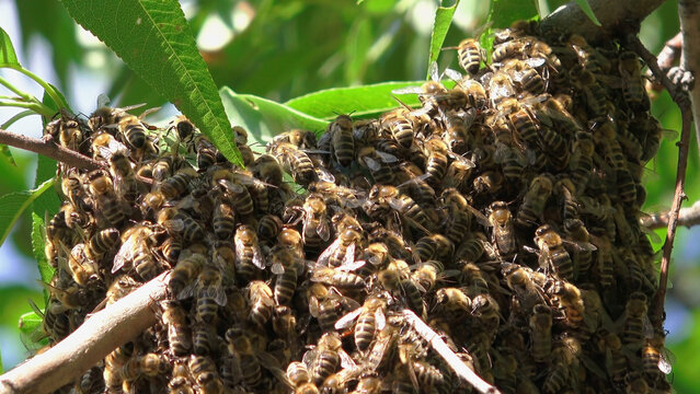 Large honey bee swarm cluster on tree branch
