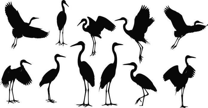 Heron and crane silhouette set, wading birds in nature, flying storks, standing egret poses, wildlife aquatic birds collection, cad drawing flat vector illustration