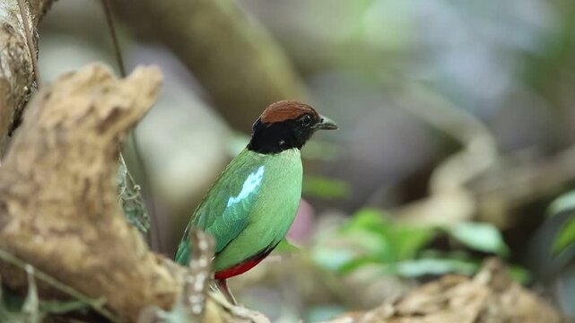 Hooded pitta (Pitta sordida) in Kaengkrachan National Park, Thailand