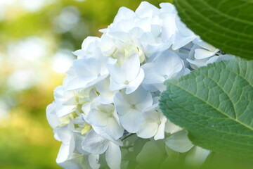 植物　花　夕方　公園