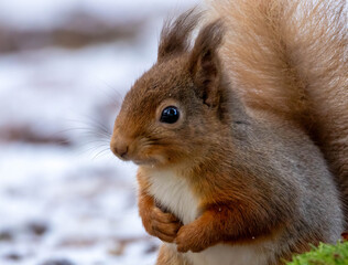 Close up of a cute red squirrel in the forest