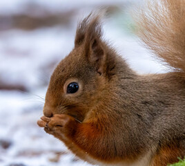 Close up of a red squirrel eating a nut