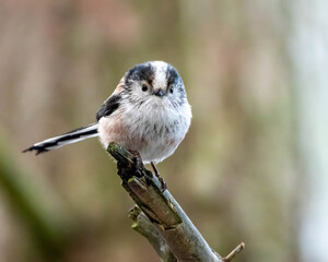 Close up of a long tailed tit on a branch in the forest