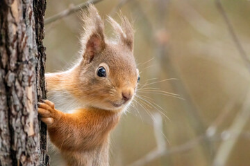 Close up of a cute red squirrel in the forest