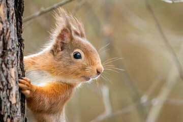 Close up of a cute red squirrel in the forest